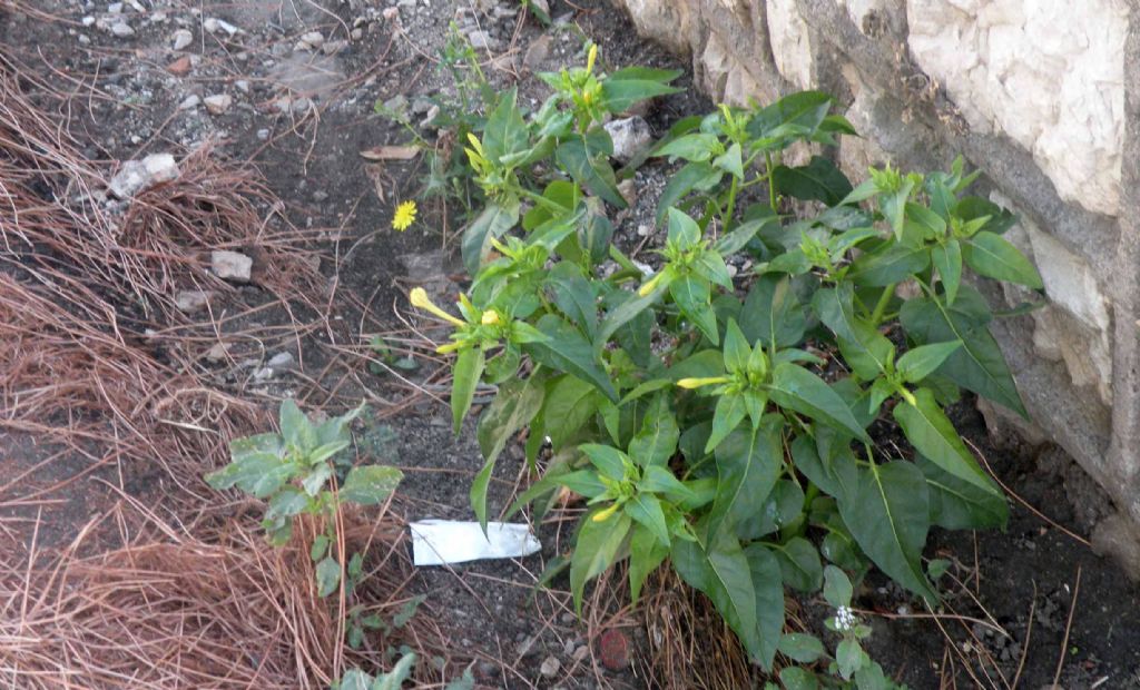 Fiori gialli...di Bella di notte / Mirabilis jalapa (Nyctaginaceae)