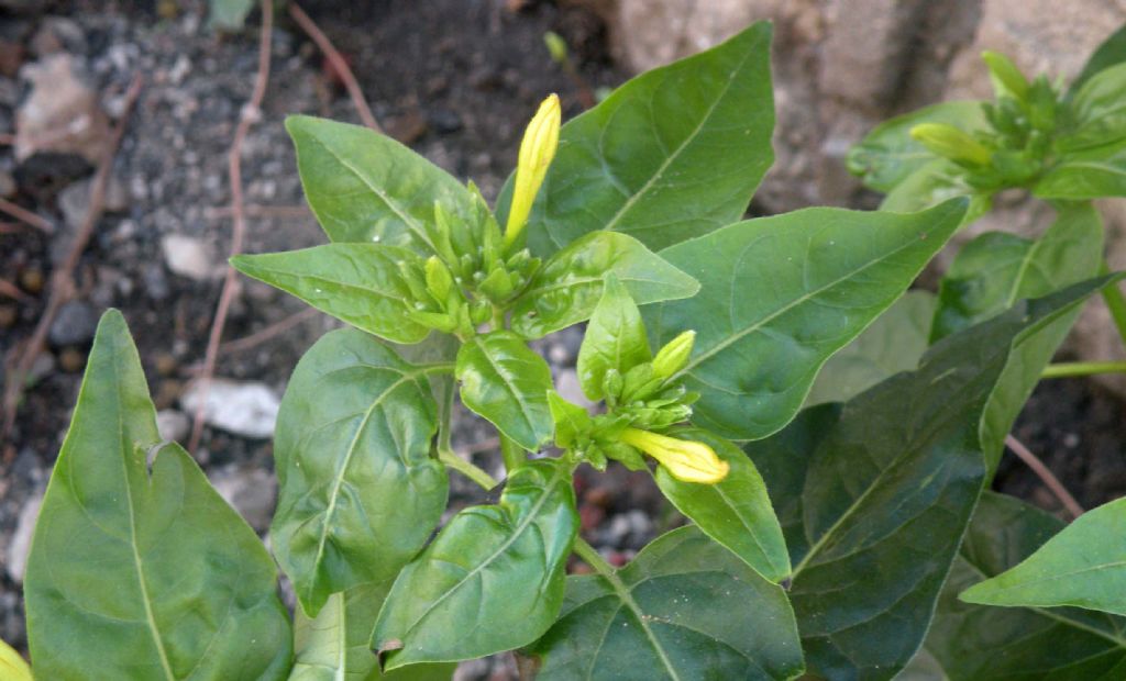 Fiori gialli...di Bella di notte / Mirabilis jalapa (Nyctaginaceae)