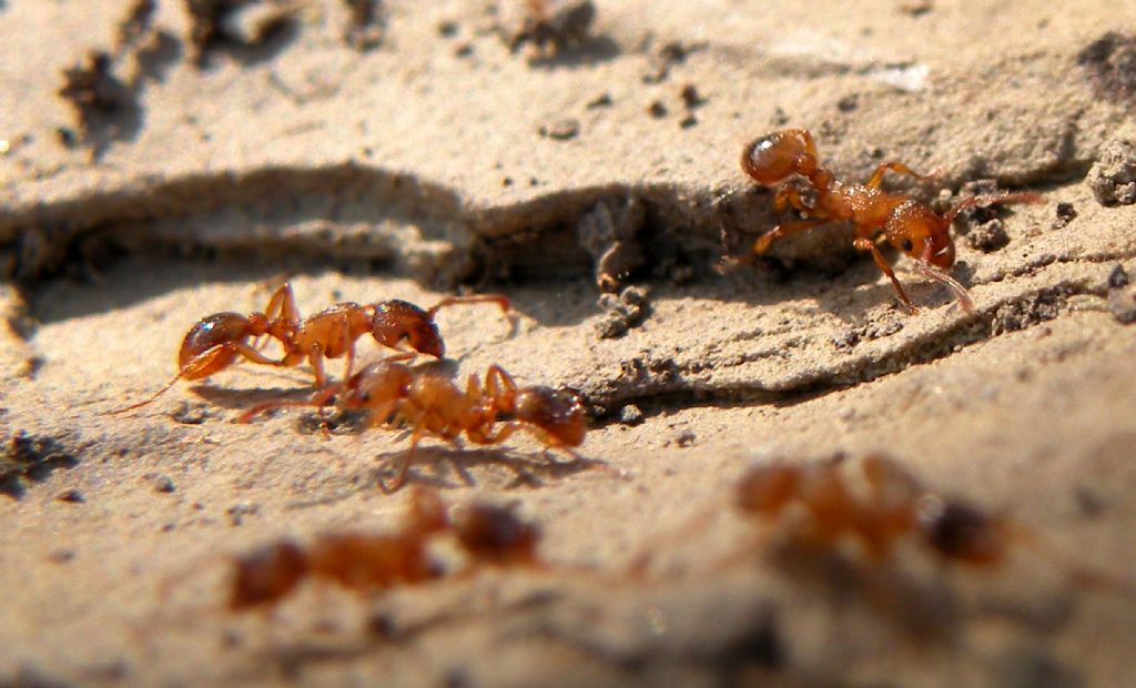 Myrmicinae giallo-rossastre