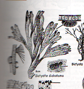 Microscopia: Dictyota sp?