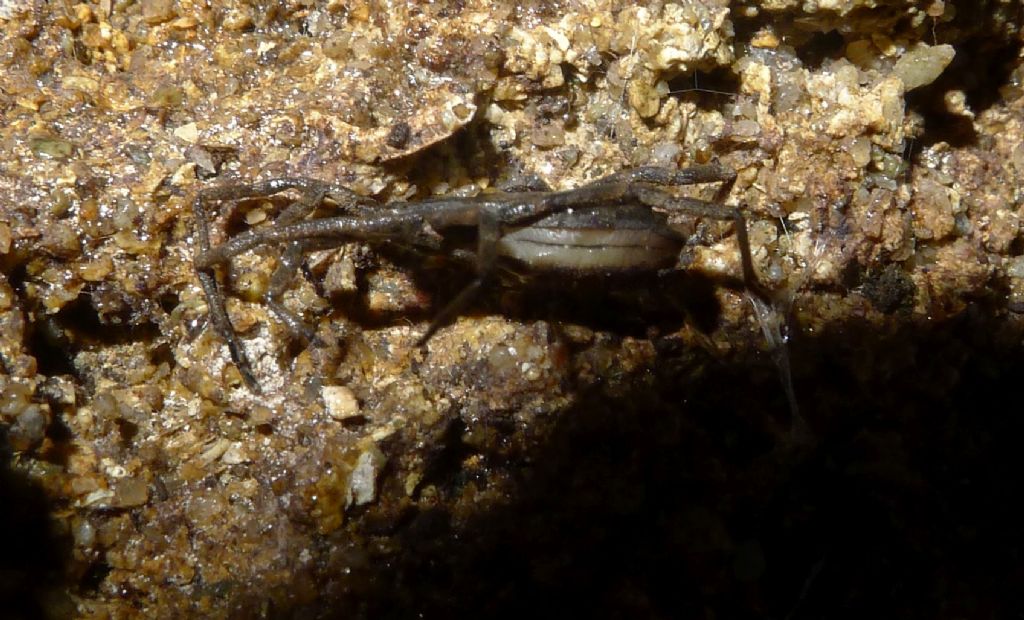 Trogulus sp. (Trogulidae)