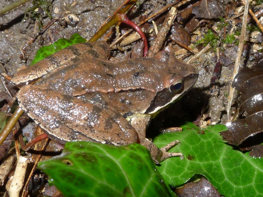 Rana rossa da id. - Rana dalmatina