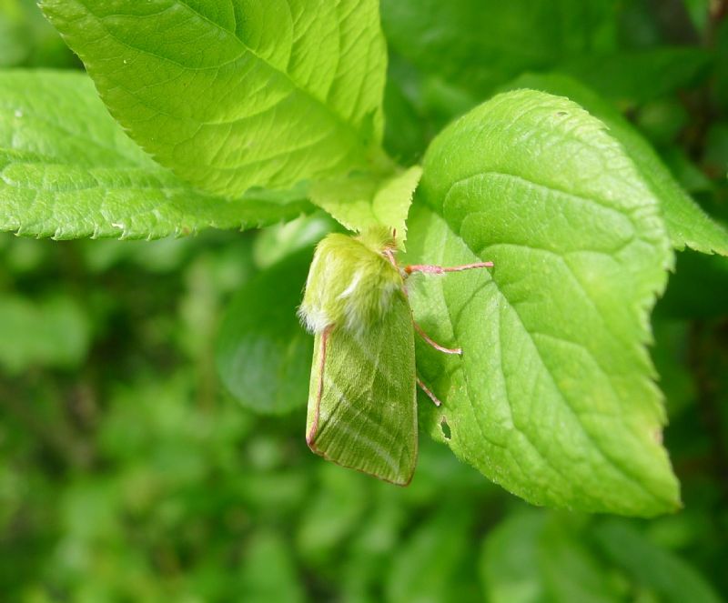 falena verde da id - Pseudoips prasinana