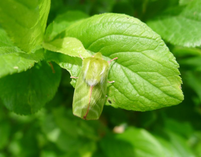 falena verde da id - Pseudoips prasinana