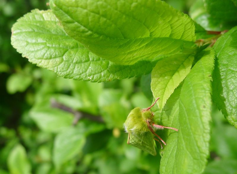 falena verde da id - Pseudoips prasinana