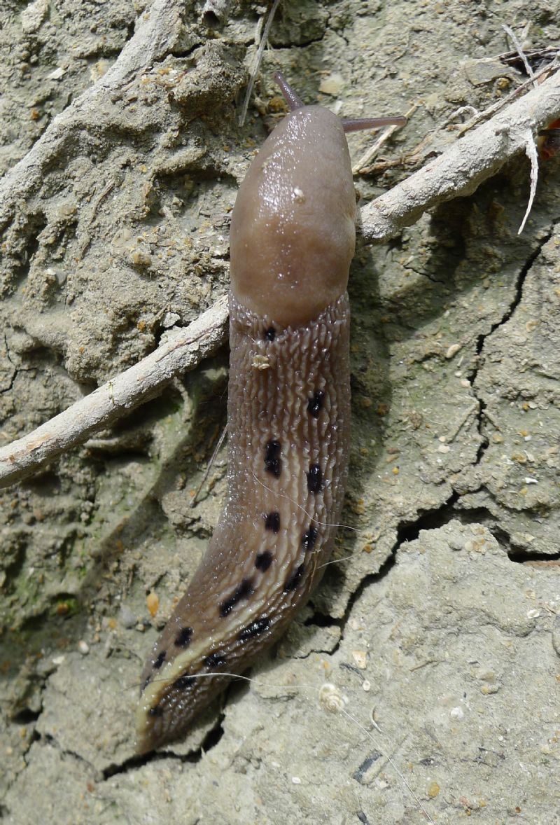 Limax aldrovandi Moquin-Tandon 1855 da Castell''Arquato (PC)