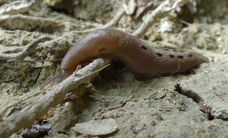 Limax aldrovandi Moquin-Tandon 1855 da Castell''Arquato (PC)