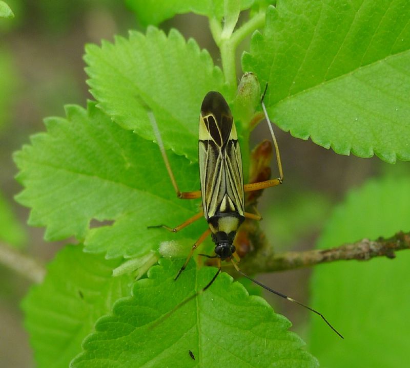 Miris striatus (Miridae)