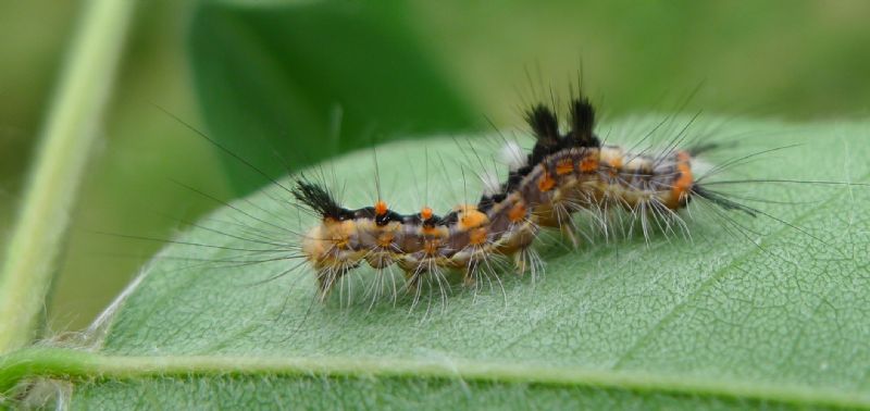 bruco su Amorpha fruticosa - Orgyia (Orgyia) antiqua