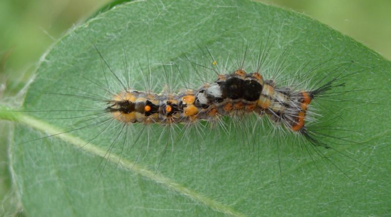 bruco su Amorpha fruticosa - Orgyia (Orgyia) antiqua