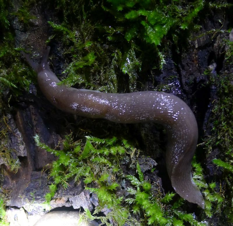 Limax misterioso