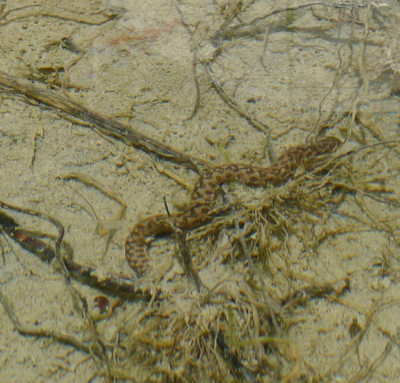 Natrix maura del torrente Chiavenna