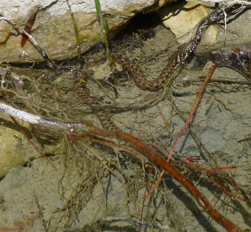 Natrix maura del torrente Chiavenna