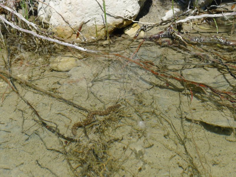 Natrix maura del torrente Chiavenna