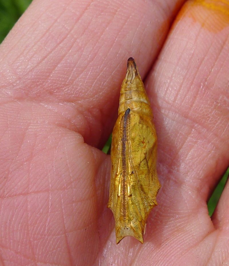 crisalide d''oro - Aglais urticae