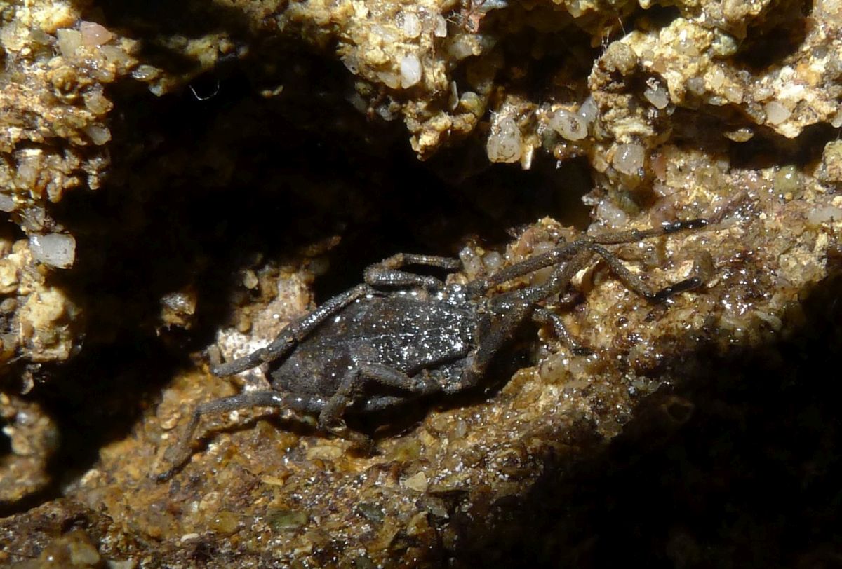 Trogulus sp. (Trogulidae)