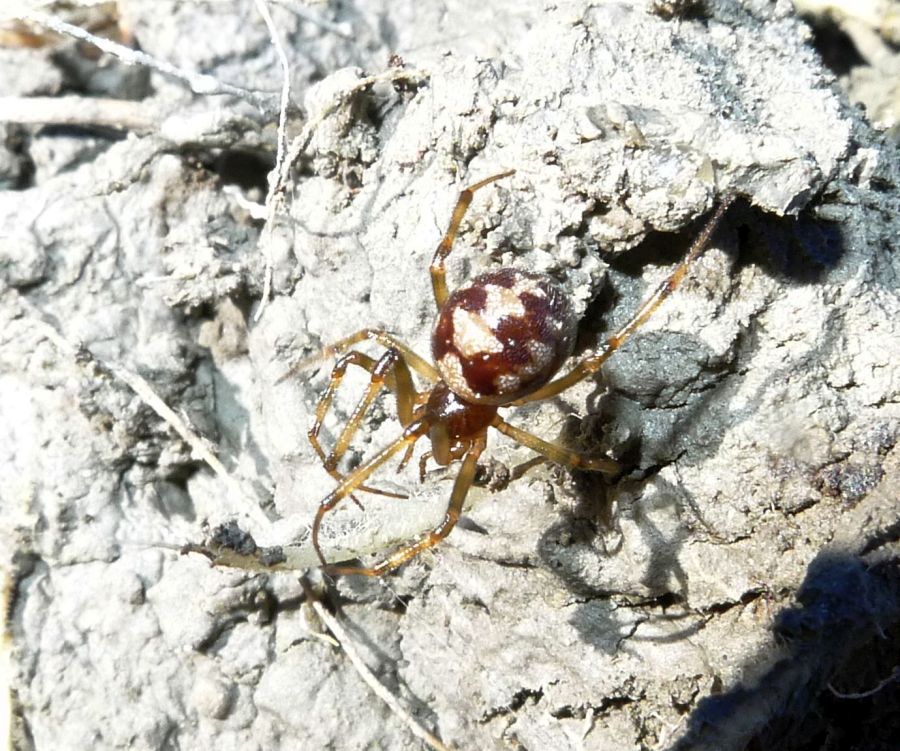 femmina adulta di Steatoda triangulosa - Piacenza