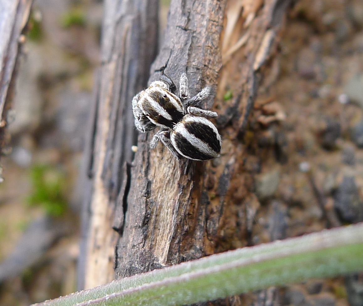 Pellenes sp. - Mignano (PC)