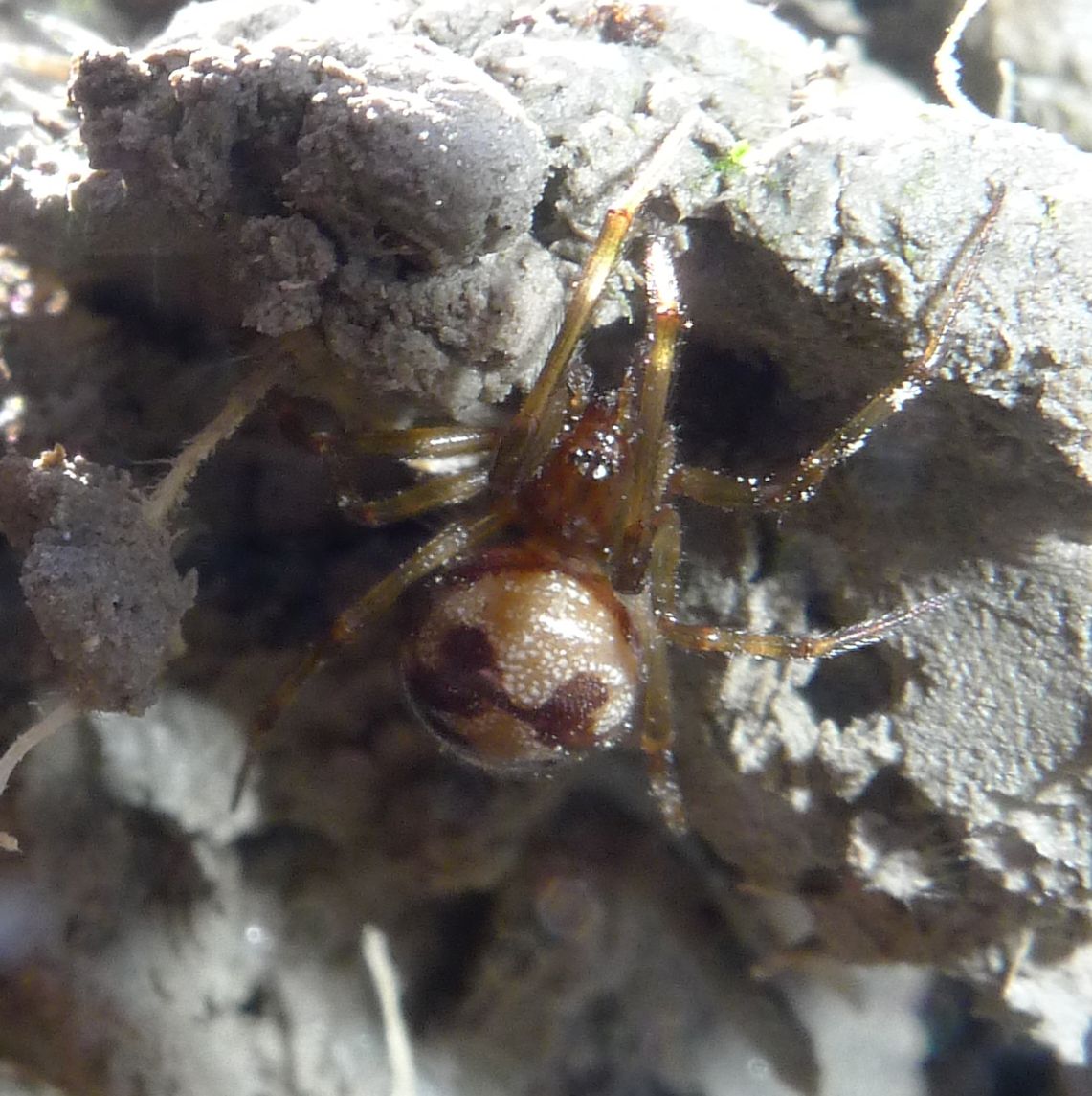 femmina adulta di Steatoda triangulosa - Piacenza