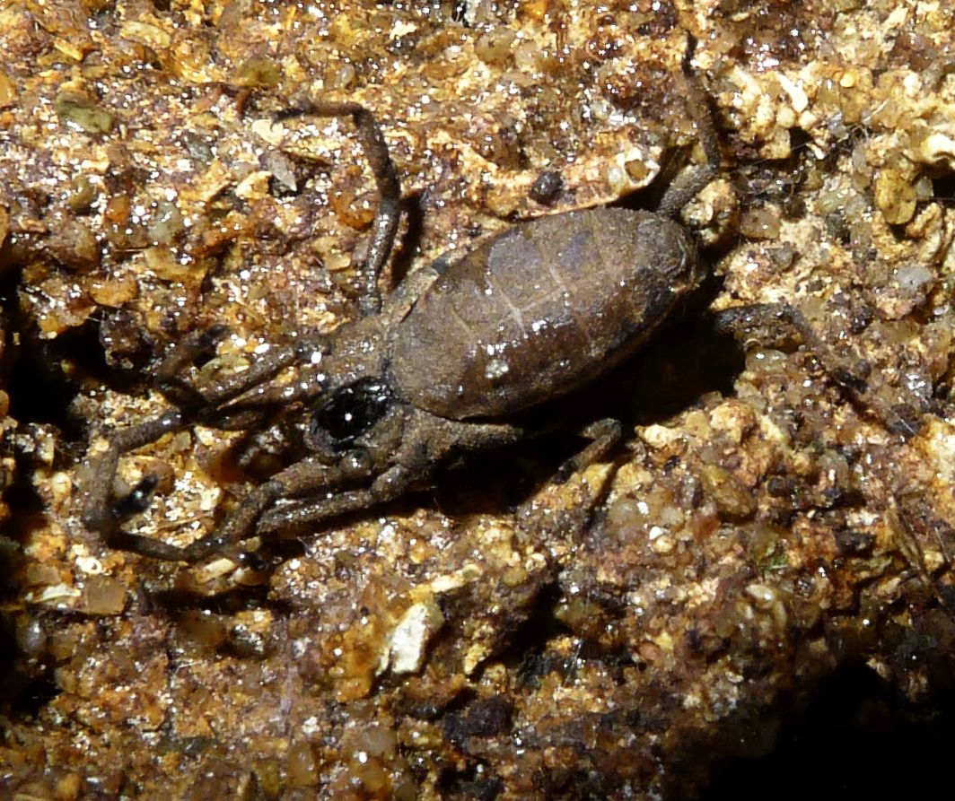 Trogulus sp. (Trogulidae)