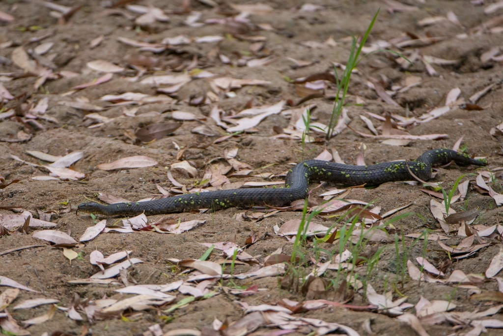 Natrix tessellata