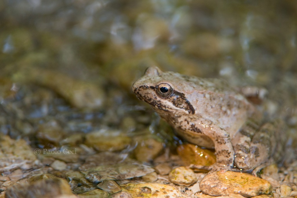 Identificazione Rana! Rana italica