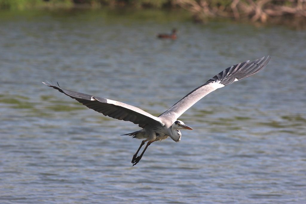 Cinerino in volo