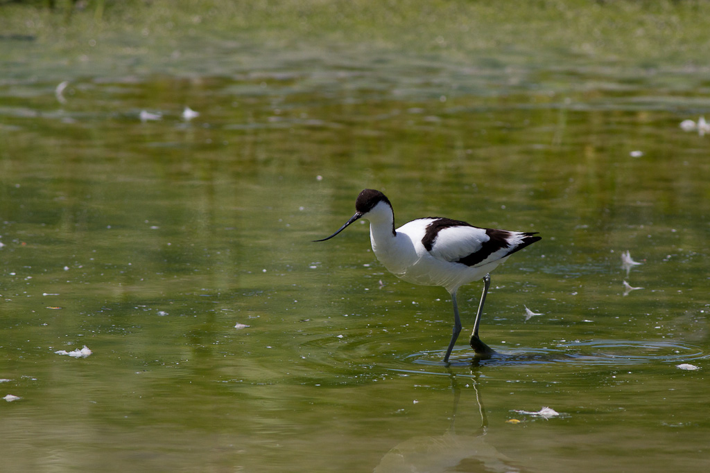 Avocette