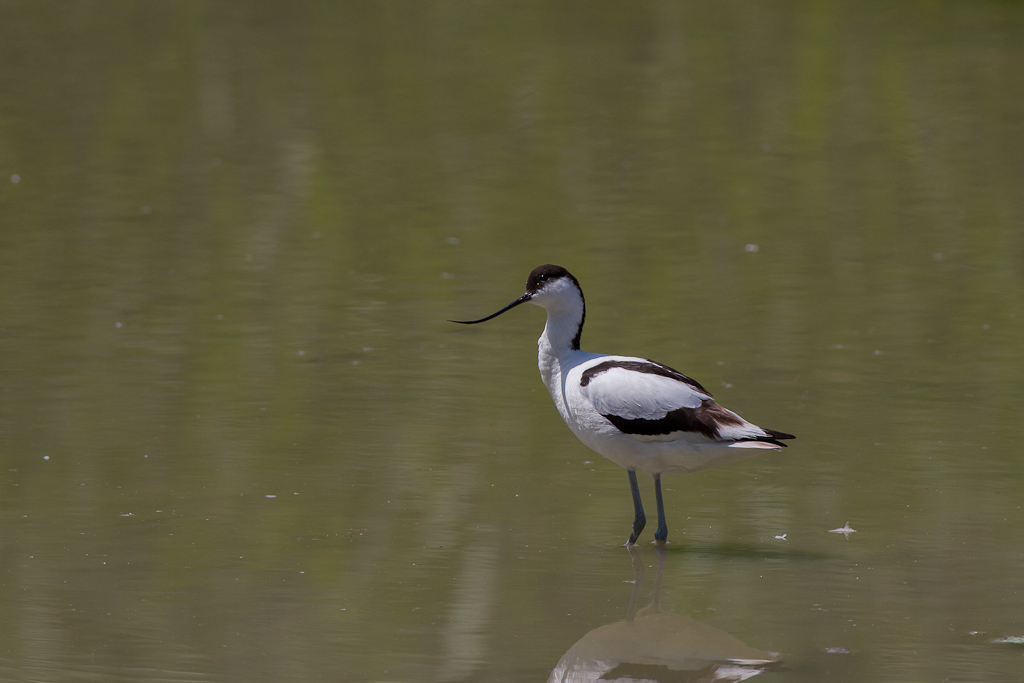 Avocette