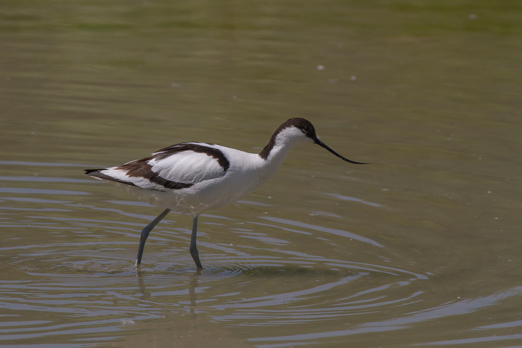 Avocette