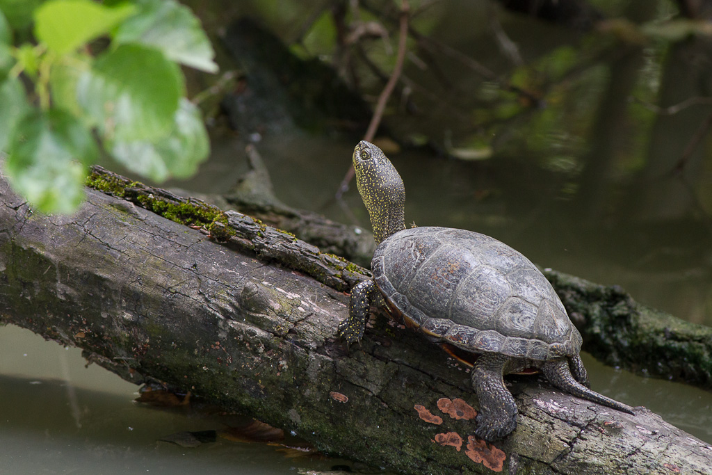 Tartaruga palustre europea: Emys orbicularis