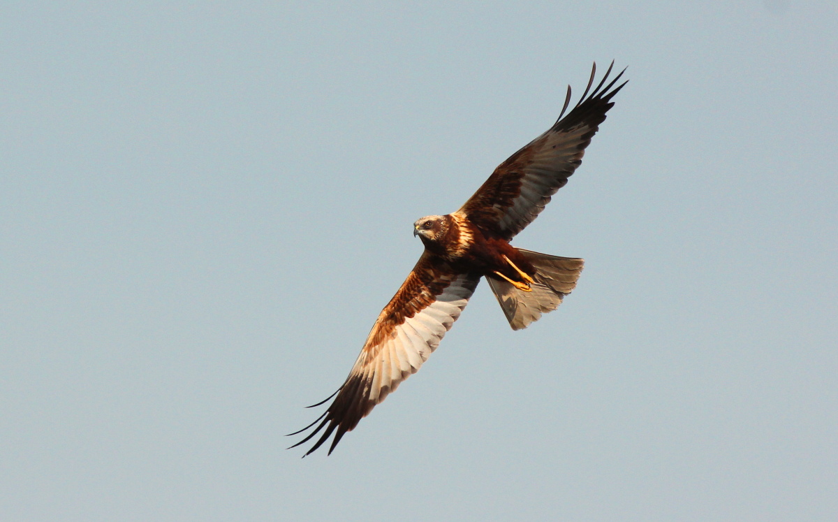 Falco di palude