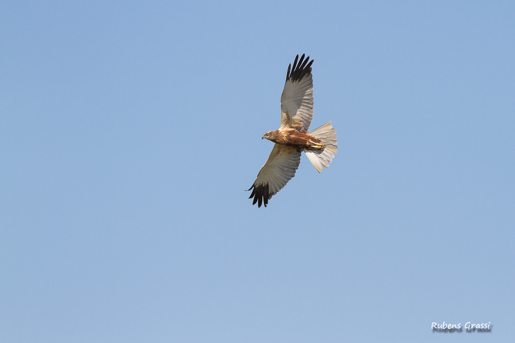 Falco di palude e airone rosso