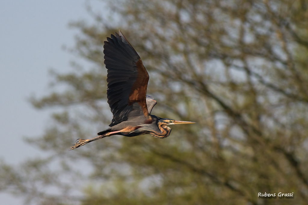 Falco di palude e airone rosso