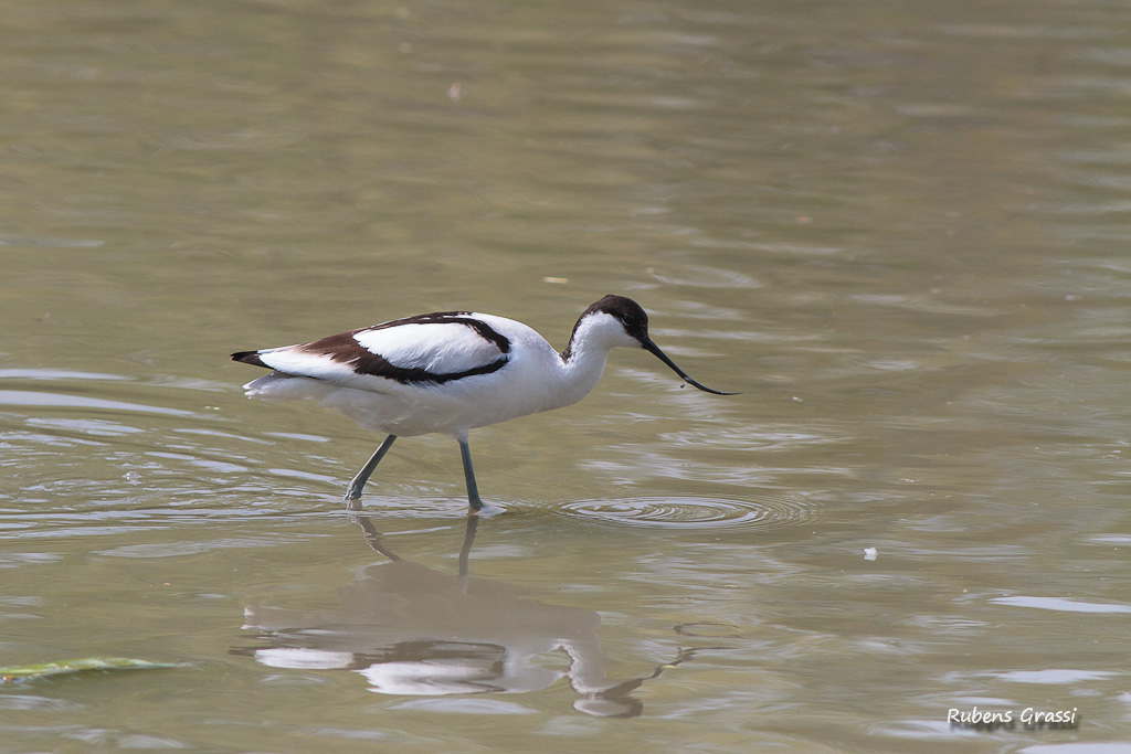 Avocetta e garzetta