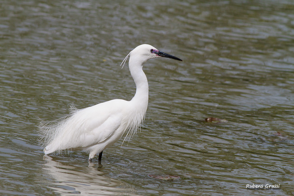 Avocetta e garzetta