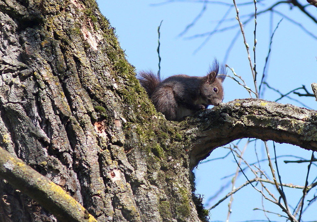 Il mio primo scoiattolo: Sciurus vulgaris