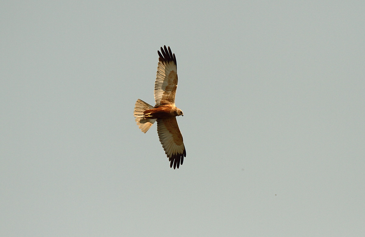 Falco di palude