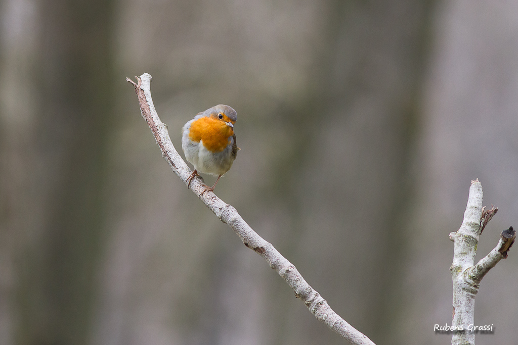 Pettirosso (Erithacus rubecula - Muscicapidae)