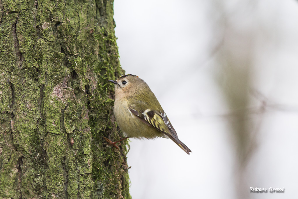 Regolo- Regulus regulus (Sylviidae)