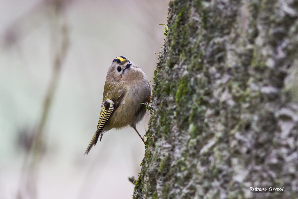 Regolo- Regulus regulus (Sylviidae)