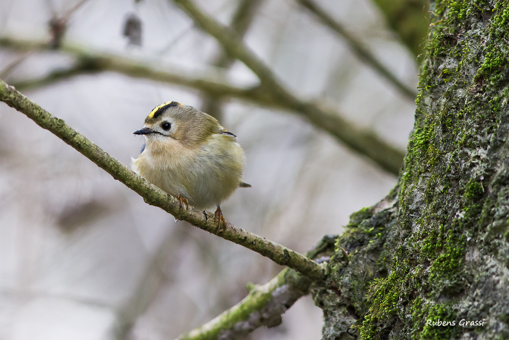 Regolo- Regulus regulus (Sylviidae)