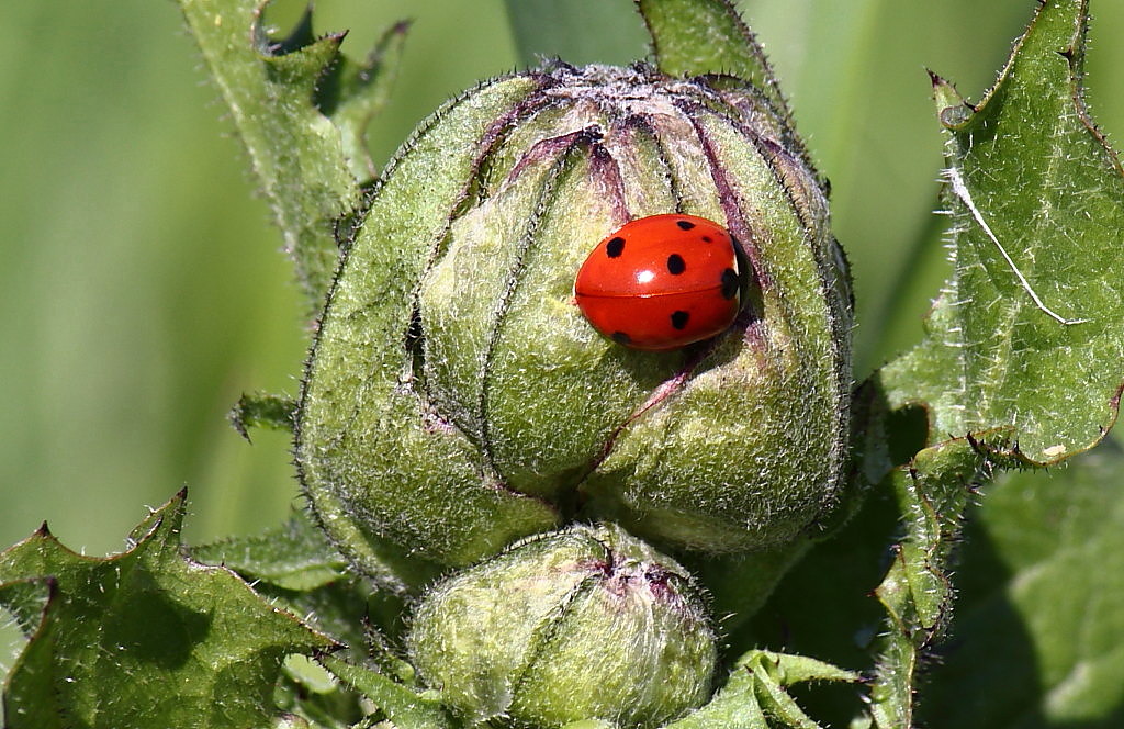 Punto rosso