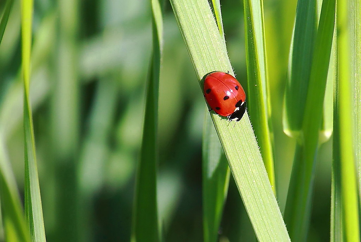 Punto rosso