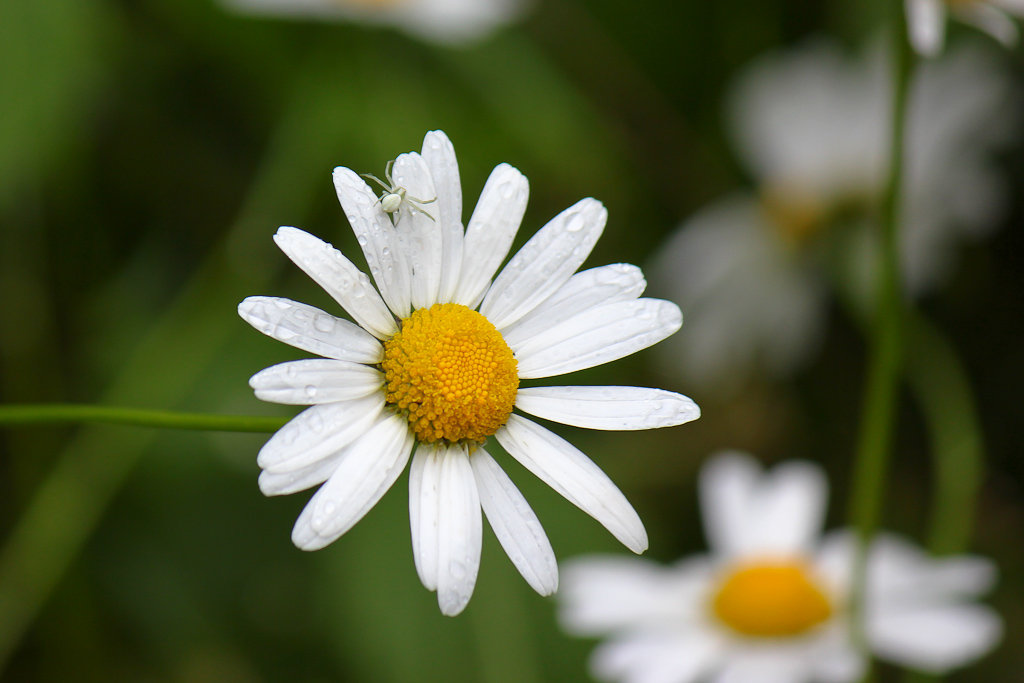 fiori con ospiti