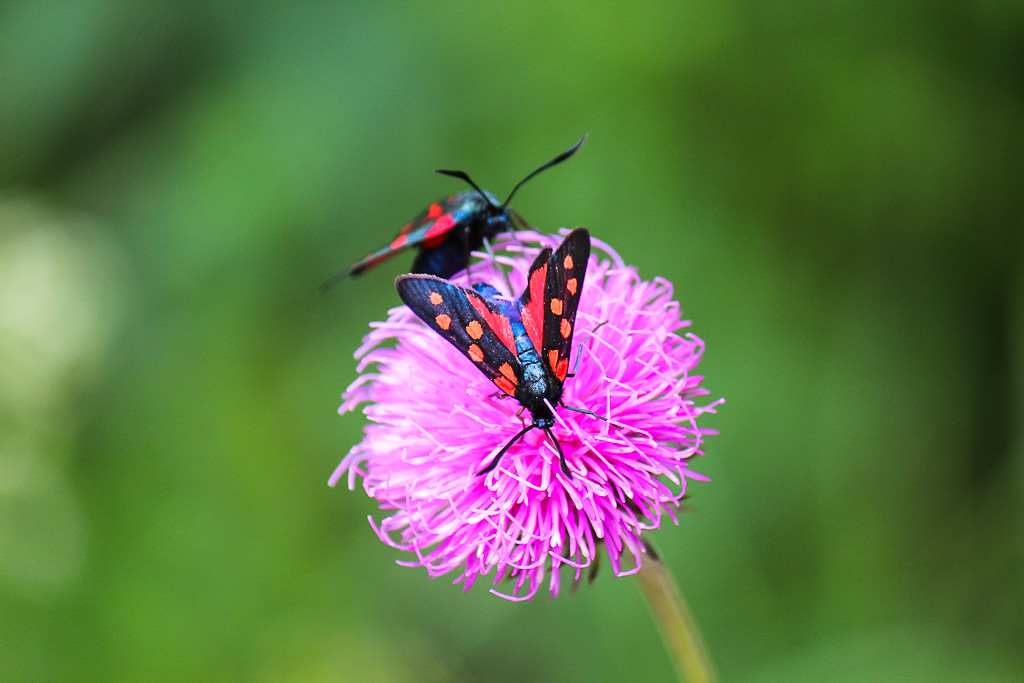 fiori con ospiti