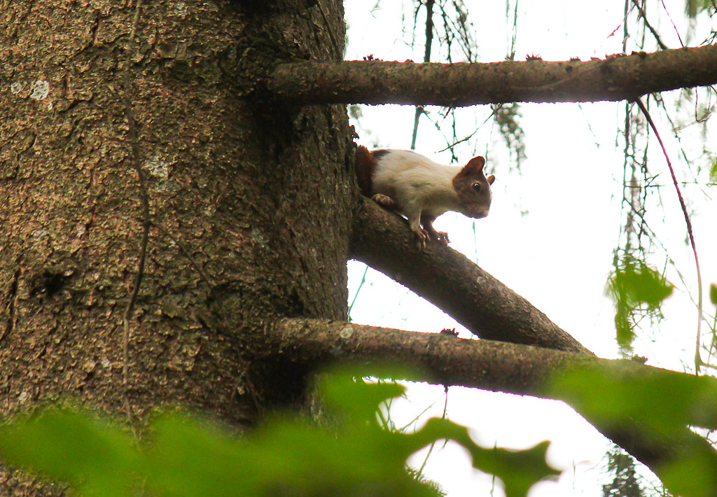 Help id - Sciurus vulgaris (colorazione anomala)