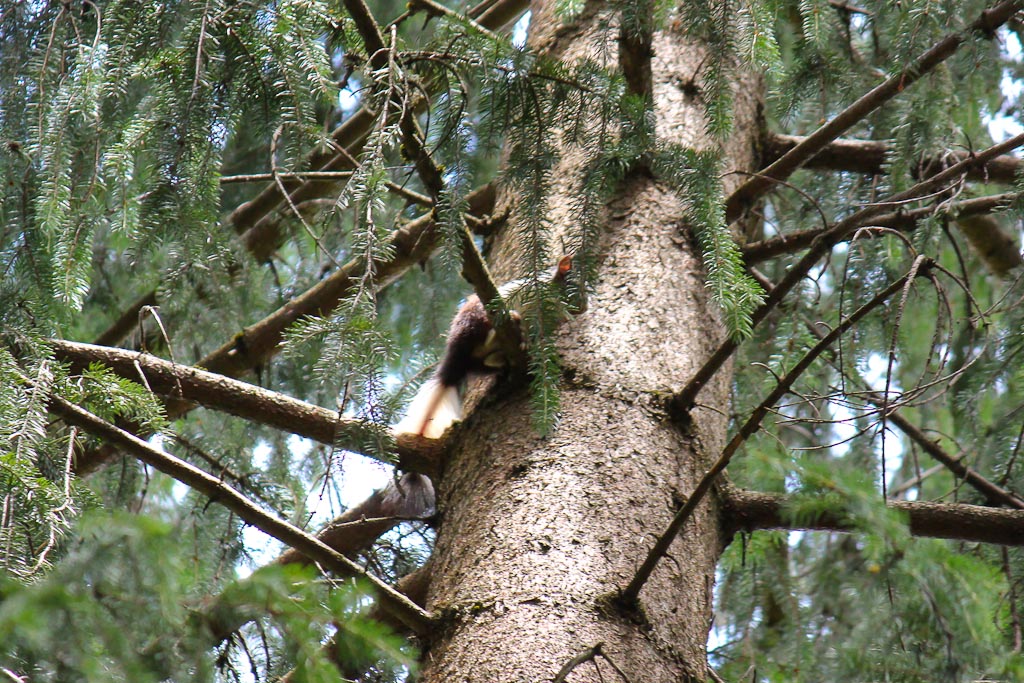 Help id - Sciurus vulgaris (colorazione anomala)