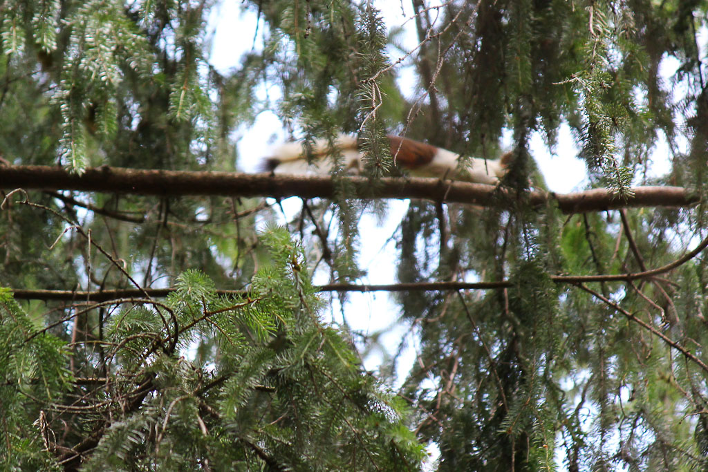 Help id - Sciurus vulgaris (colorazione anomala)