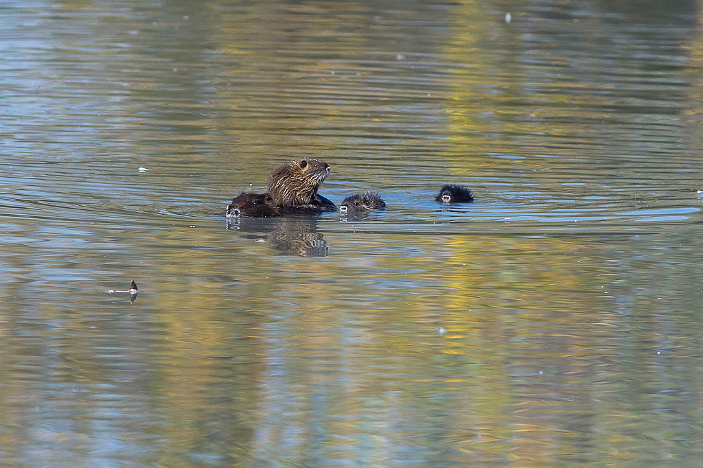 Nutria trasporta prole